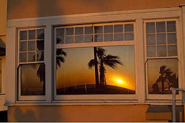 Palms, Venice Beach, Santa Monica, Los Angeles, California, USA