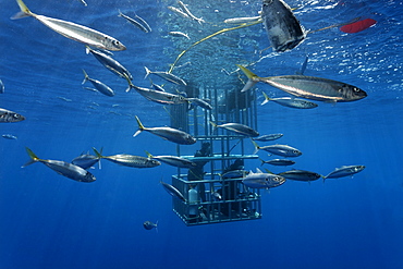 Scuba divers in a cage observing a Great White Shark (Carcharodon carcharias), Guadalupe Island, Mexico, Pacific, North America