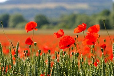 Corn poppy in a grain field