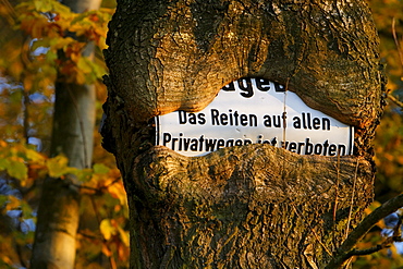 Sign prohibiting horse riding on private roads, sign grown into a tree