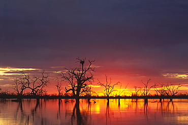 Sunset over Lake Menindee, Kinchega National Park, New South Wales, Australia, Oceania