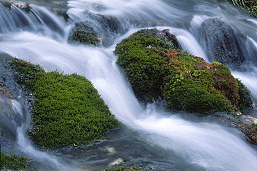 Moss-covered stones in Johannesbach stream, North Tirol, Austria, Europe