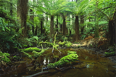 Rainforest, Whirinaki Forest, North Island, New Zealand, Oceania