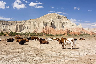 Herd of cows in front of the rock formations of the Kodachrome Basin State Park, Utah, USA, North America