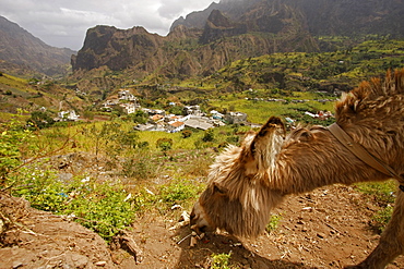 Donkey, Paul Valley on Santo Antao Island, Cape Verde Islands, Africa