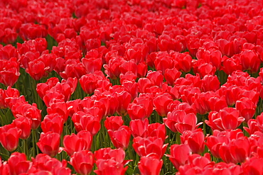 Tulips (Tulipa) in spring, Westfalenpark, Westphalia Park, Dortmund, North Rhine-Westphalia, Germany, Europe