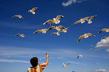 Small boy feeding flying seagulls on Jurmala Beach, Latvia, Baltic Countries