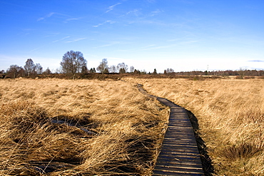 Frozen boardwalk leading to the visitor information centre in wintertime, Hautes Fagnes ("High Fens") uplands, Liege, Belgium, Europe