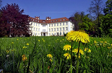 Dandelions at Lubbenau Castle