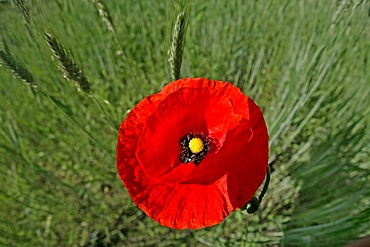 Corn poppy in a field Lausitz