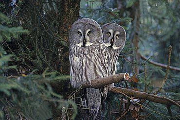 Great Grey Owl (Strix nebulosa)