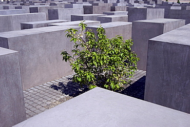 Memorial for the murdered Jews of Europe, Holocaust memorial, small trees and bushes between the concrete steles, Berlin, Germany, Europe