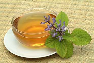 Tea made of Zulu cockspur flower, herbtea, Plectranthus zuluensis,