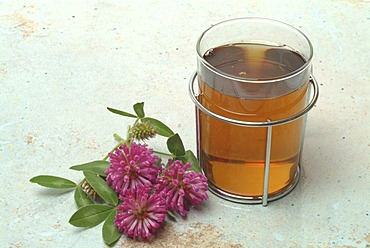 Herb tea made of red clover, Trifolium pratense