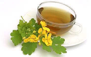 Herb tea made of Chelidonium majus, majur, Celandine