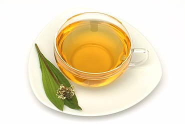 Herb tea made of Plantago laneolata, Long leaved plantain, Ribwort plantain