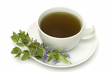 Herb tea made of Ground ivy, Groundivytea, Glechoma herderaceum, Edera terrestra