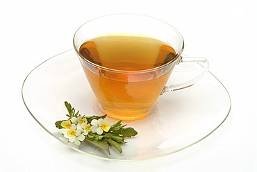 Herb tea made of Heartsease, wild pansy, Viola tricolore,