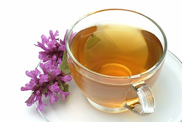 Herb tea made of Betony, Woundwort, Stachys officinalis, Betonica officinalis