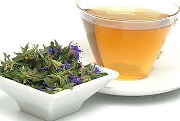 Herb tea made of Hyssop, Hyssopus officinalis