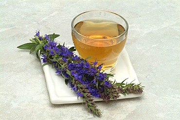 Herb tea made of Hyssop, Hyssopus officinalis