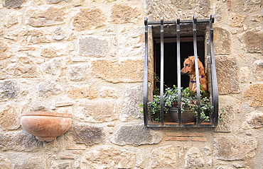 Dog in the old part of town, Bolsena, Latium, Italy