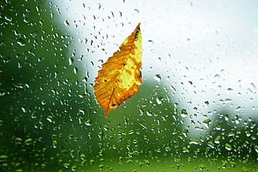 Raindrops and foliage at the window pane, autumn