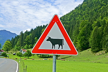 Traffic sign, caution cattle crossing