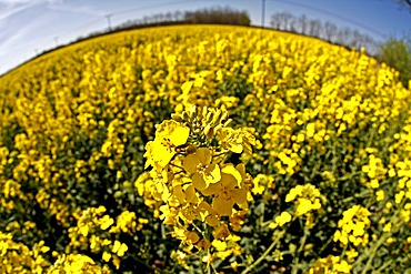 Rape blossom, contorted