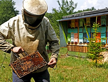 Beekeeper controls his stocks