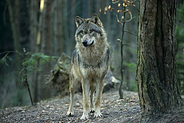 Wolf (canis lupus)