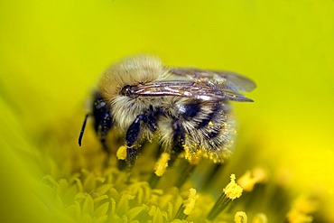 Big bumblebee gathering nectar