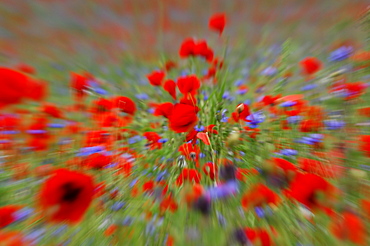 Corn Poppy (Papaver rhoeas)