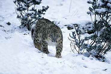 Snow Leopard (Uncia uncia)