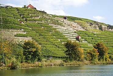 Vineyards at the Neckar Stuttgart Muenster Baden Wuerttemberg Germany