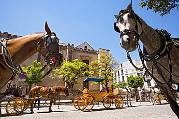 Horse-drawn carriages, Seville, Andalusia, Spain, Europe