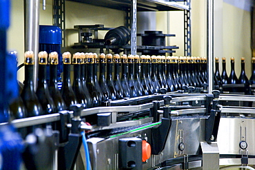 Filling in the winery of Ca Salina Prosecco, Valdobbiadene, Veneto, Italy, Europe