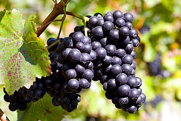 Red Grapes, Ahrtal Valley, Eifel Range, Rhineland-Palatinate, Germany, Europe