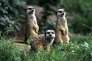 meerkat, merkats