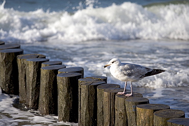 Seagull perched on a jetty, Kuehlungsborn, Baltic Sea, Mecklenburg-Western Pomerania, Germany, Europe