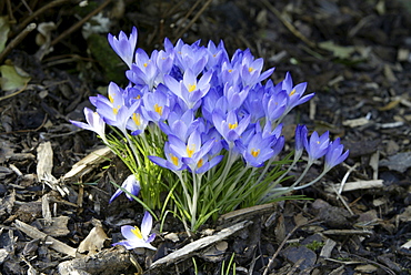 Crocus (Crocus), blossoms