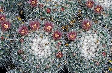 Whitey cactus (Mammillaria geminispina), flowering