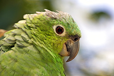 Mealy Amazon or Mealy Parrot (Amazona farinosa), adult, portrait, Roatan, Honduras, Central America