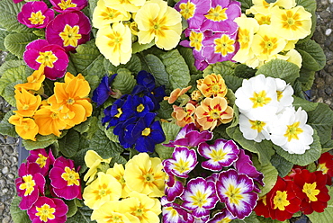 Primula (Primula), assorted varieties, flowers, Heddesheim, Germany