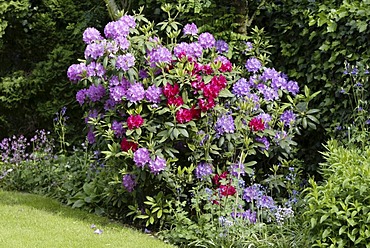 Rhododendron (Rhododendron spec.), Heddesheim, Baden-Wuerttemberg, Germany, Europe