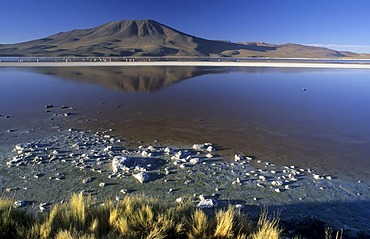 Flamingos at Laguna Colorada, National Park Eduardo Avaroa, Bolivia