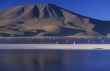 Flamingos at Laguna Colorada, National Park Eduardo Avaroa, Bolivia