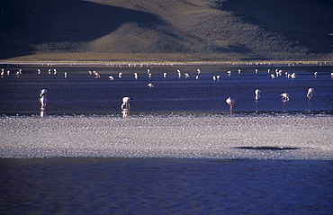 Flamingos at Laguna Colorada, National Park Eduardo Avaroa, Bolivia