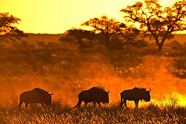 Herd of Wildebeests (Connochaetes) at sunset, Kalahari Desert, South Africa, Africa