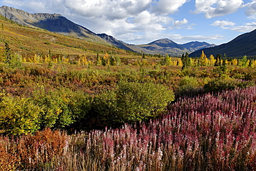 Red fireweed at Tombstone Territorial Park, Dempster Highway, Yukon Territory, Canada